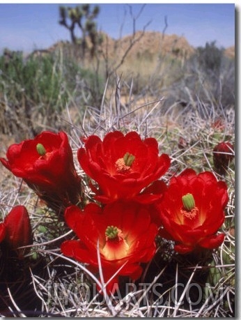 Joshua Tree, Ca, Cactus Flower