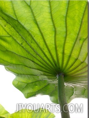 Lotus Leaf Texture