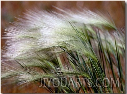 Prairie Grass