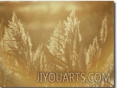 Sun Highlights Wispy Seedheads on Bullrushes