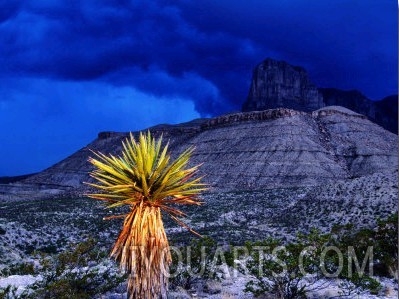 Yucca with Thunderstorm in Background, Guadalupe Mountains National Park, Texas