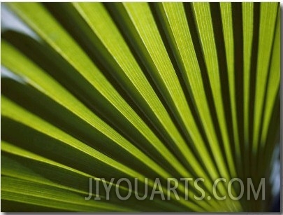 A Close View of Sunlight Shining Through the Leaves of a Palm Tree