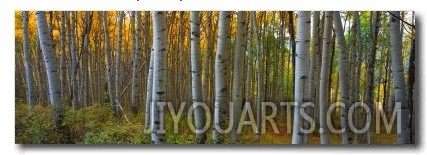 Aspen Grove, Kebler Pass, Colorado, USA