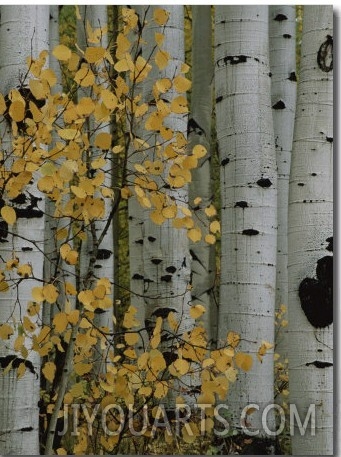 Autumn Foliage and Tree Trunks of Quaking Aspen Trees in the Crested Butte Area of Colorado