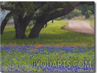 Oak Trees, Blue Bonnets, and Indian Paint Brush, Near Gay Hill, Texas, USA