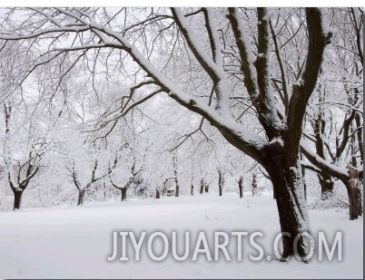 Snow Covered Maple Trees in Odiorne Point State Park in Rye, New Hampshire, USA