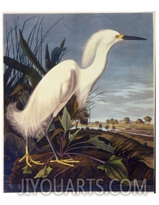 Snowy Heron or White Egret