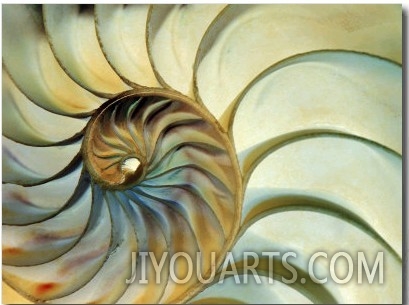 Close up of Nautilus Shell Spirals