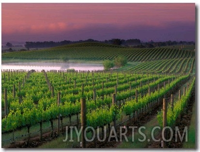 Sunrise in Distant Fog, Carnaros, Napa Valley, California, USA