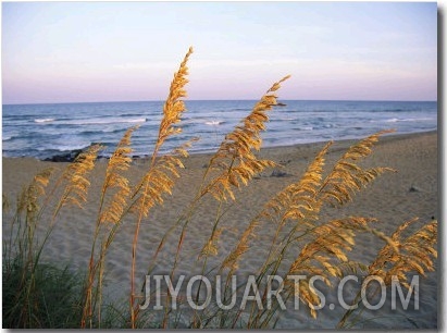 Beach Scene with Sea Oats