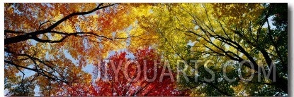 Colorful Trees in Fall, Autumn, Low Angle View