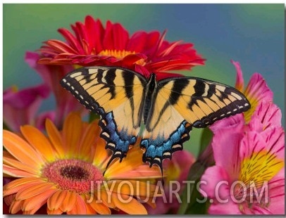 Eastern Tiger Swallowtail Female on Gerber Daisies, Sammamish, Washington, USA