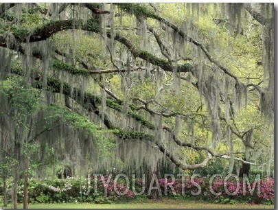 Live Oak Tree Draped with Spanish Moss, Savannah, Georgia, USA