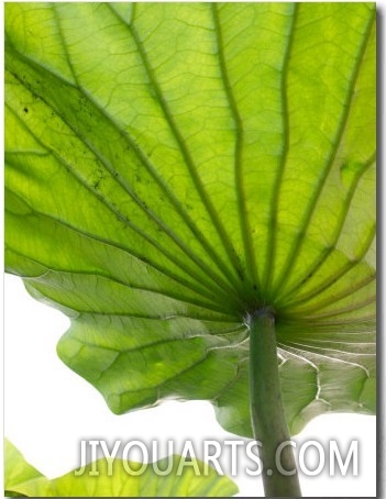 Lotus Leaf Texture