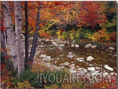 Swift River with Aspen and Maple Trees in the White Mountains, New Hampshire, USA