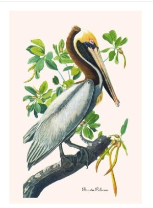 Brown Pelican