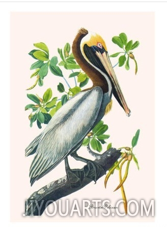 Brown Pelican