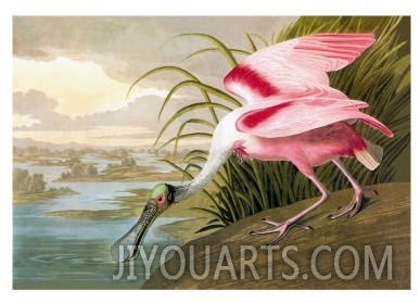 Roseate Spoonbill