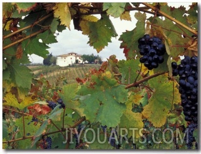 Farmhouse View Through Grapevine, Tuscany, Italy