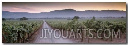 Road in a Vineyard, Napa Valley, California, USA