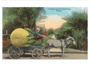 Giant Grapefruit on Cart