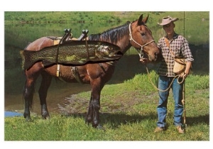 Giant Trout Strapped on Horse