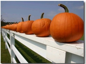 Bright Pumpkins Line a Fence Casting an Autumn Shadow