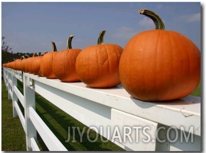 Bright Pumpkins Line a Fence Casting an Autumn Shadow