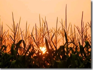 Cornfield at Sunrise