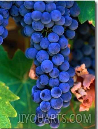 Grapes, Barossa Valley, Australia