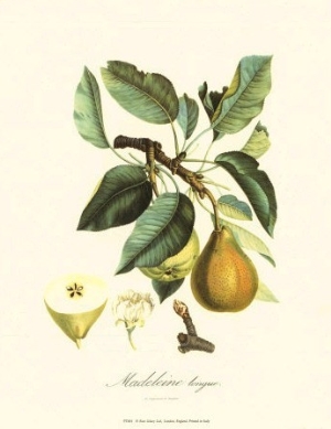 Pear