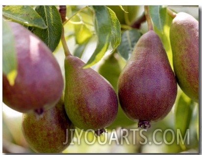 Pear (Pyrus Glou Morceau), Close up of Purple Fruits Growing on the Tree