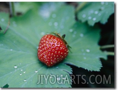 A Ripe Red Strawberry Lying on a Leaf