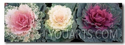 Cabbage Flowers, North Carolina, USA