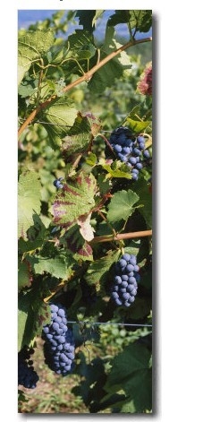 Close Up of Red Grapes in a Vineyard, Finger Lake, New York, USA