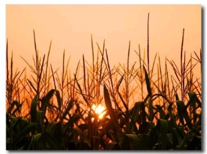 Cornfield at Sunrise