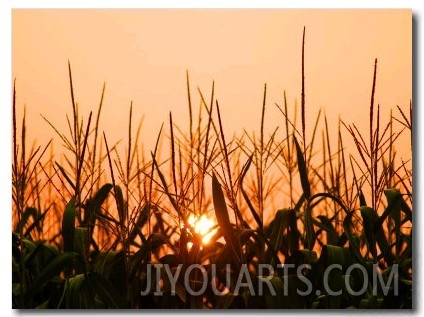 Cornfield at Sunrise