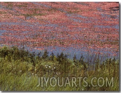 Floating Cranberries Turn a Bog Pinkish Red