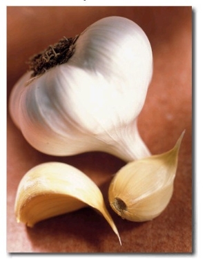 Garlic