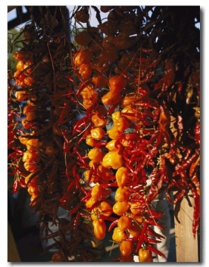 Organically Grown Peppers are Hung at the Cary Farmers Market