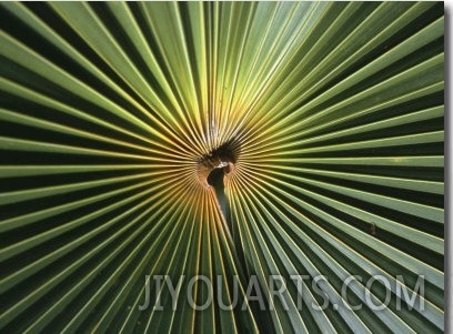 A Close View of a Palm Frond