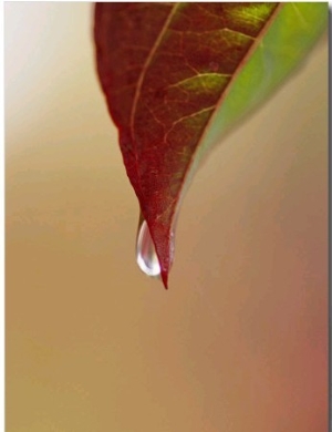 A Raindrop Clinging to the Tip of a Dogwood Leaf in Autumn