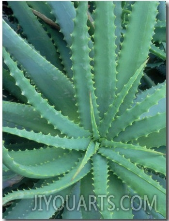 Agave, Leaf Detail, La Corse, France