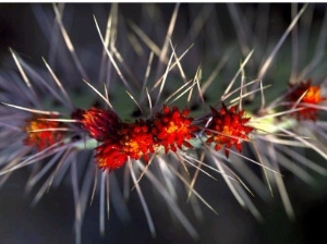 Close up of Cactus Flowers Amidst Cactus Needles