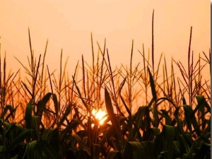 Cornfield at Sunrise