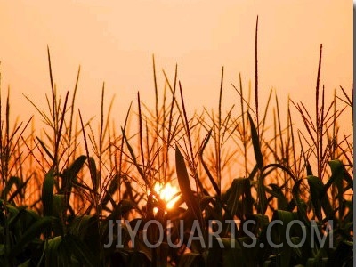 Cornfield at Sunrise