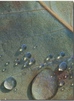 Fall Leaf with Rain Drops