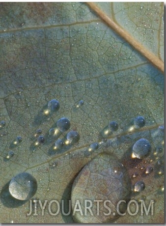 Fall Leaf with Rain Drops