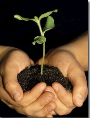 Hands Holding Seedling