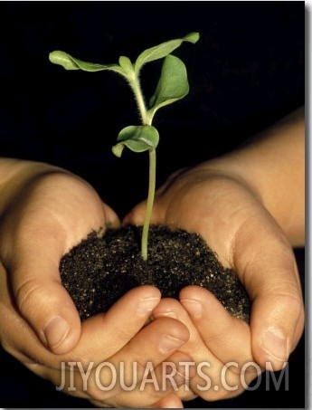 Hands Holding Seedling